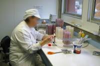 Fabrication des yaourts - Laboratoire de contrôle en microbiologie